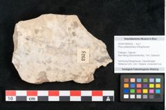 Foto (Objekt + Etikett) von Pinus palaeostrobus Ettingshausen (NHMW-GEO-2024-0188-8263)